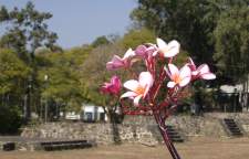 Flowers bloom amidst the ruins at Teopanzolco