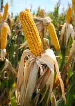 Maize - the Aztec food grain